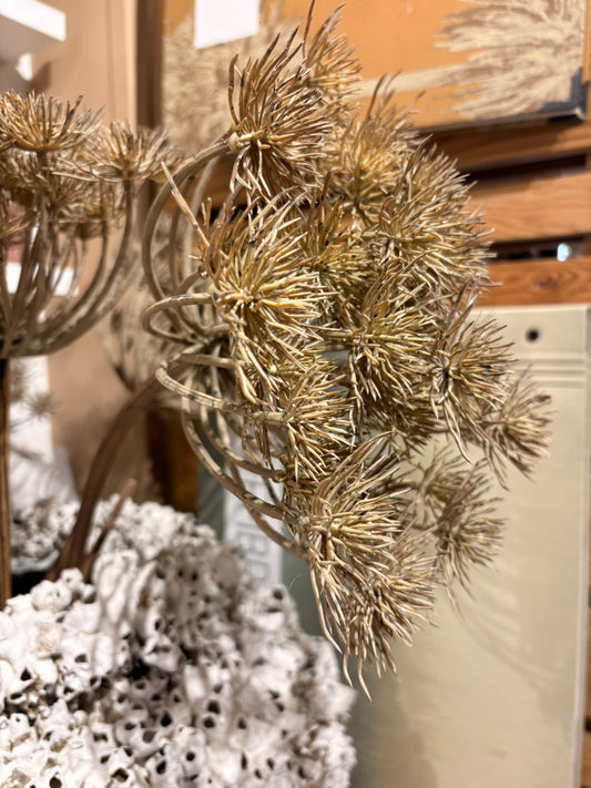 Brown Queen Anne's Lace Stem