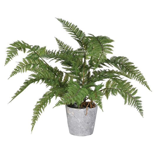 Bracken Fern Plant in Grey Cement Pot