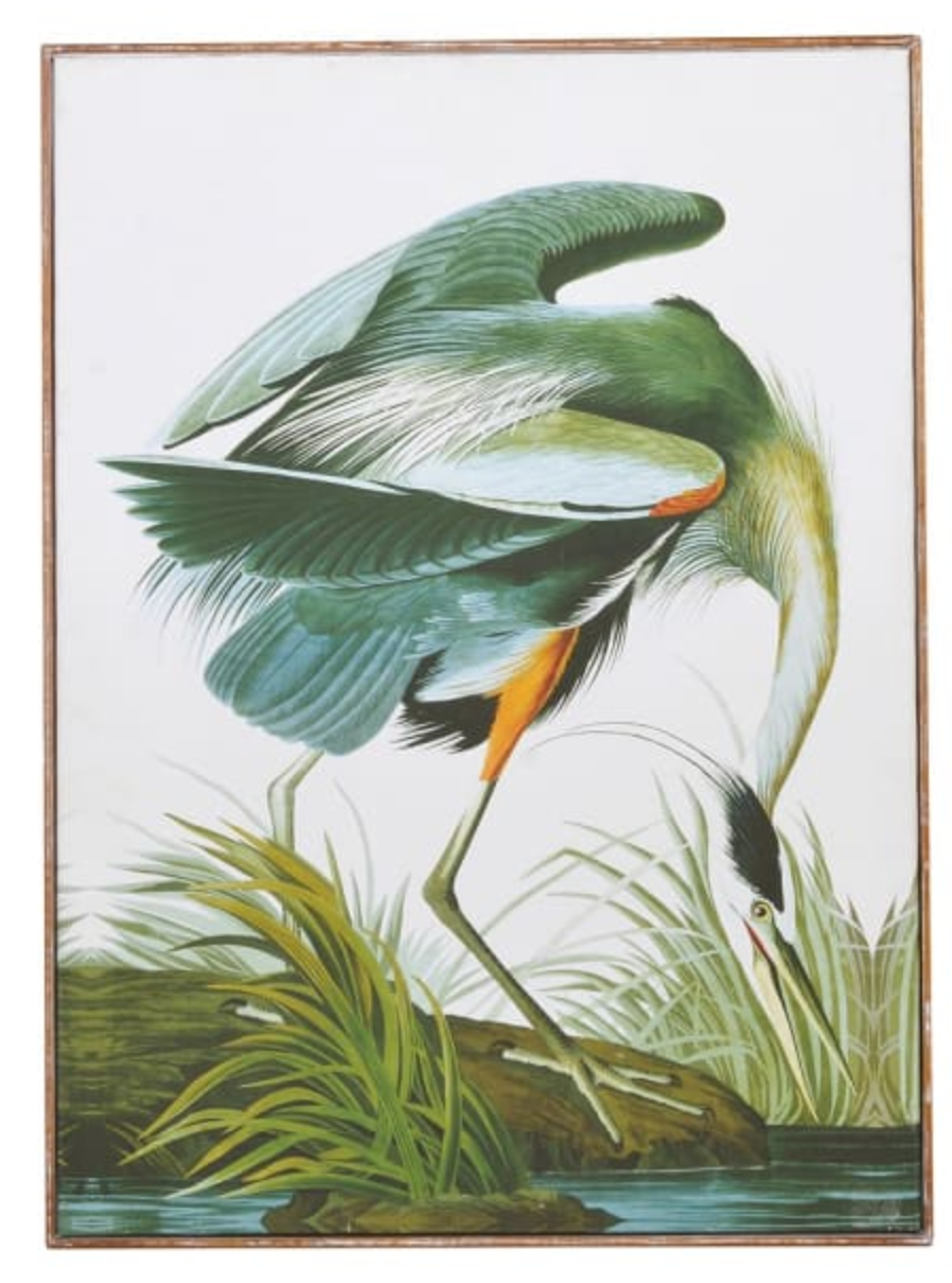 Green Crane in Reeds Picture