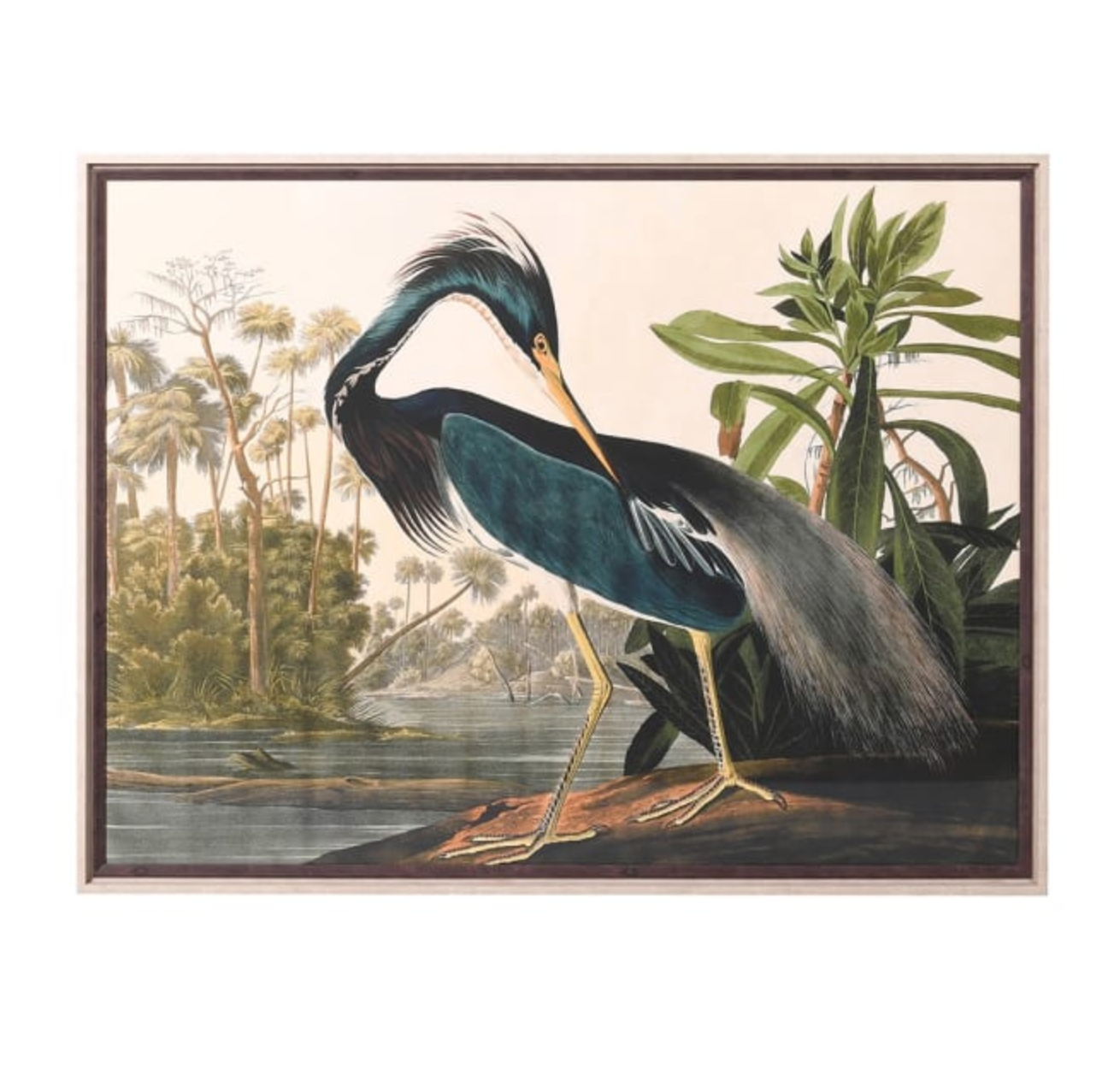 Preening Heron Picutre